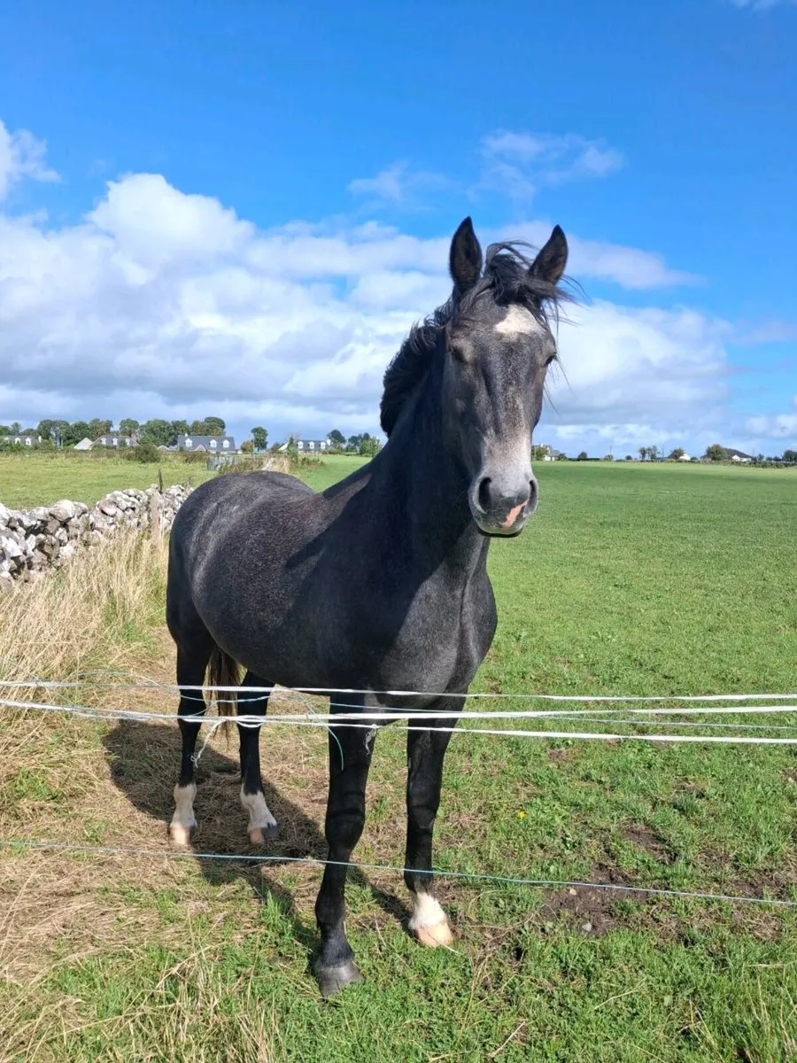 Irish draught 2 year old - Image 4