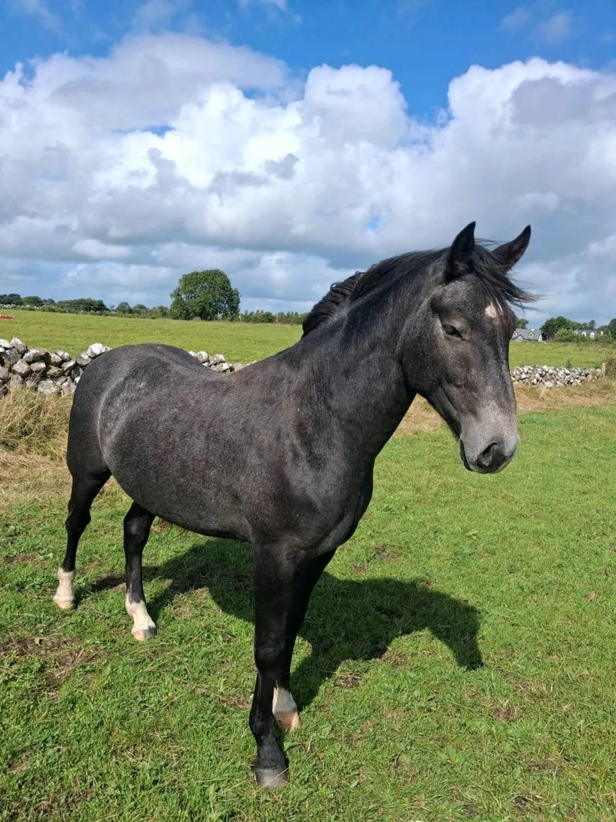 Irish draught 2 year old - Image 1