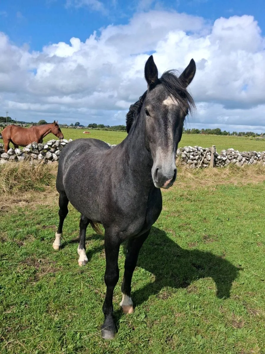 Irish draught 2 year old - Image 2
