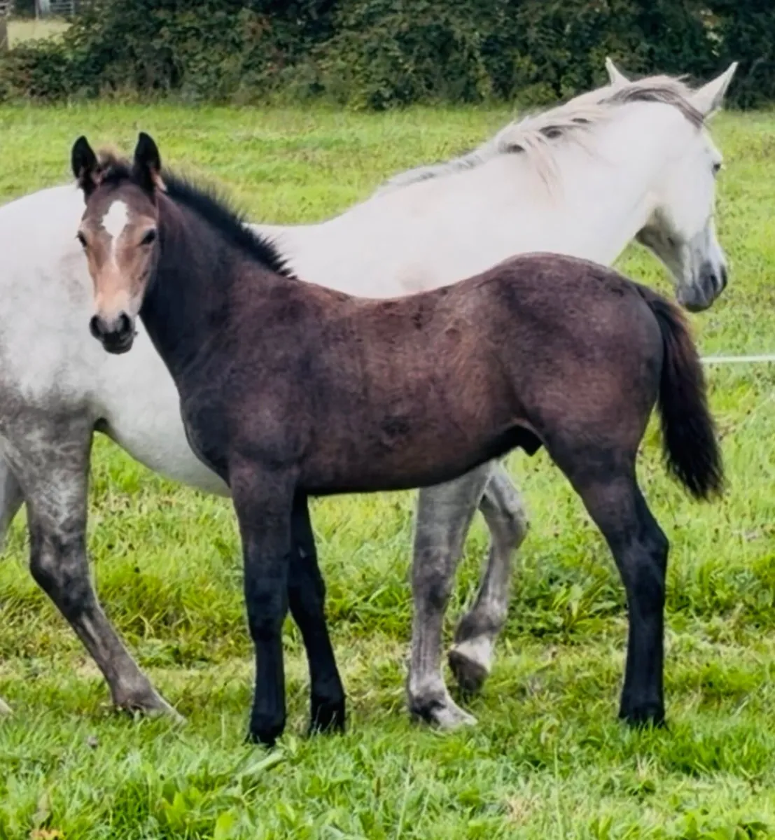 Connemara Colt Foal - Image 1