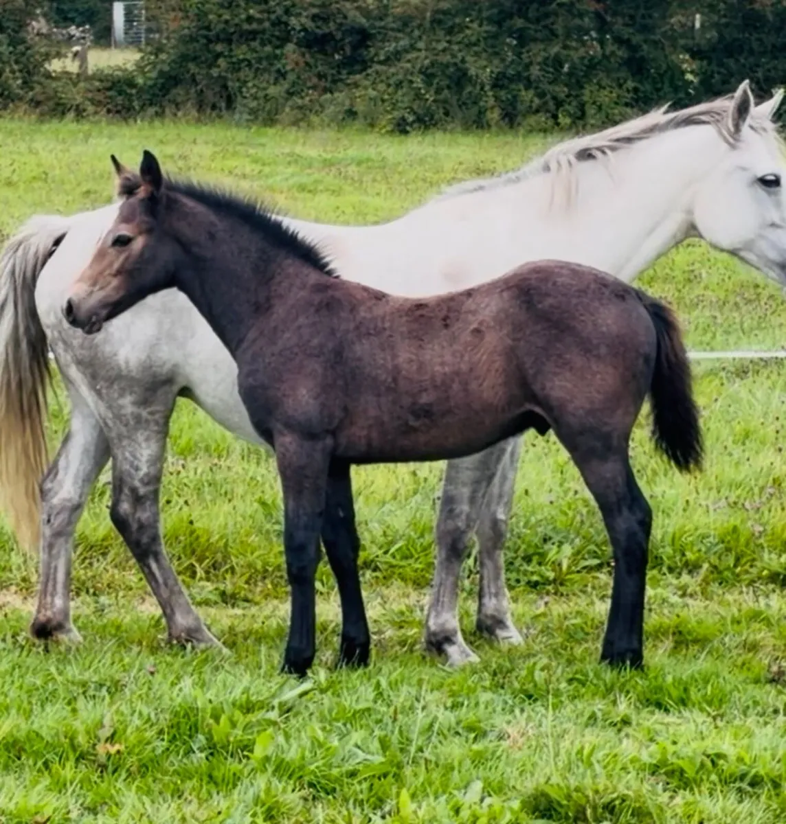 Connemara Colt Foal - Image 2