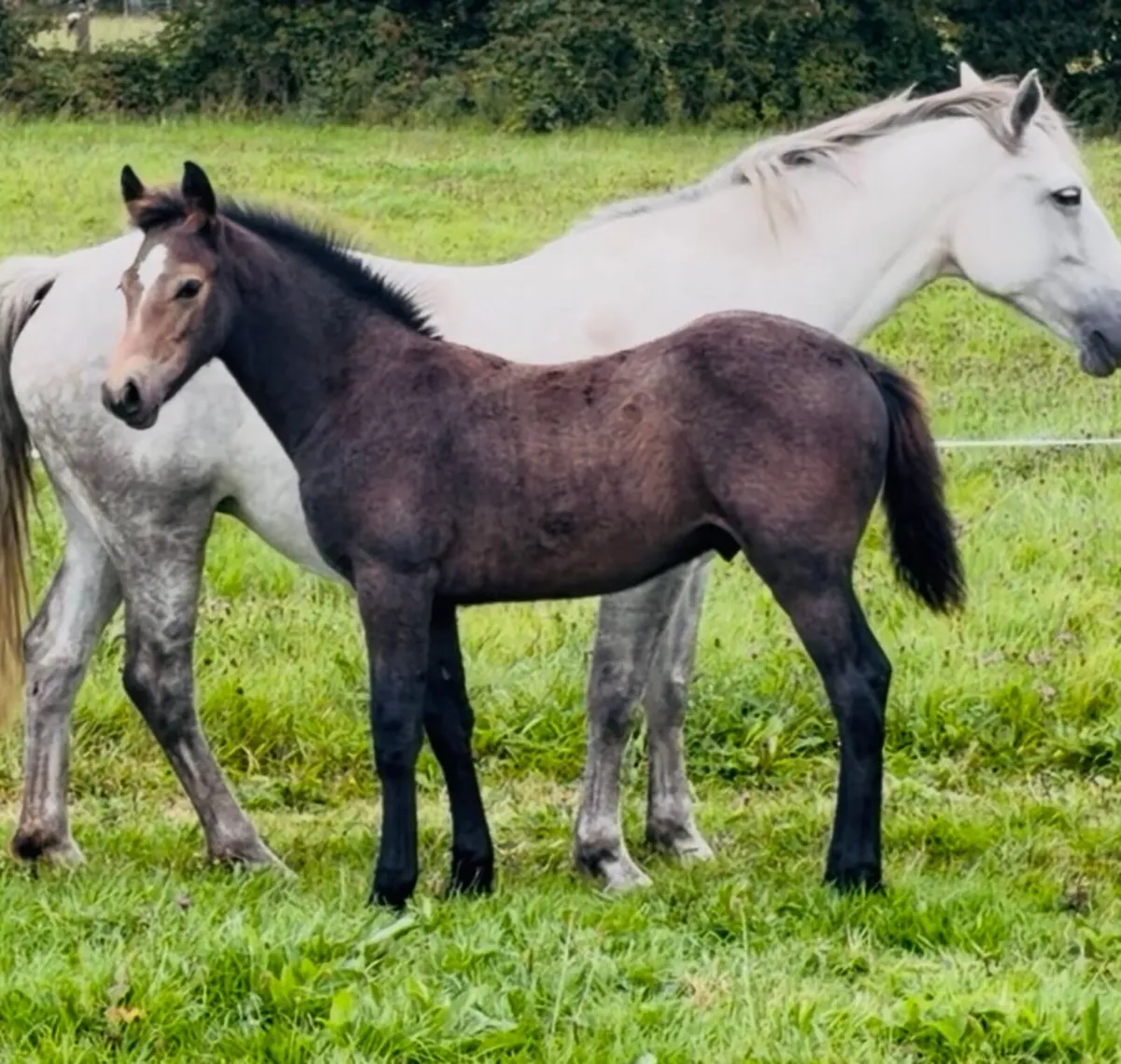 Connemara Colt Foal - Image 3