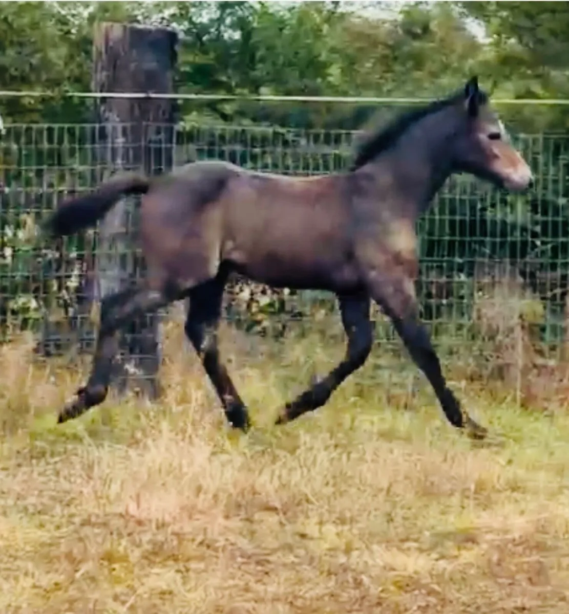 Connemara Colt Foal - Image 4