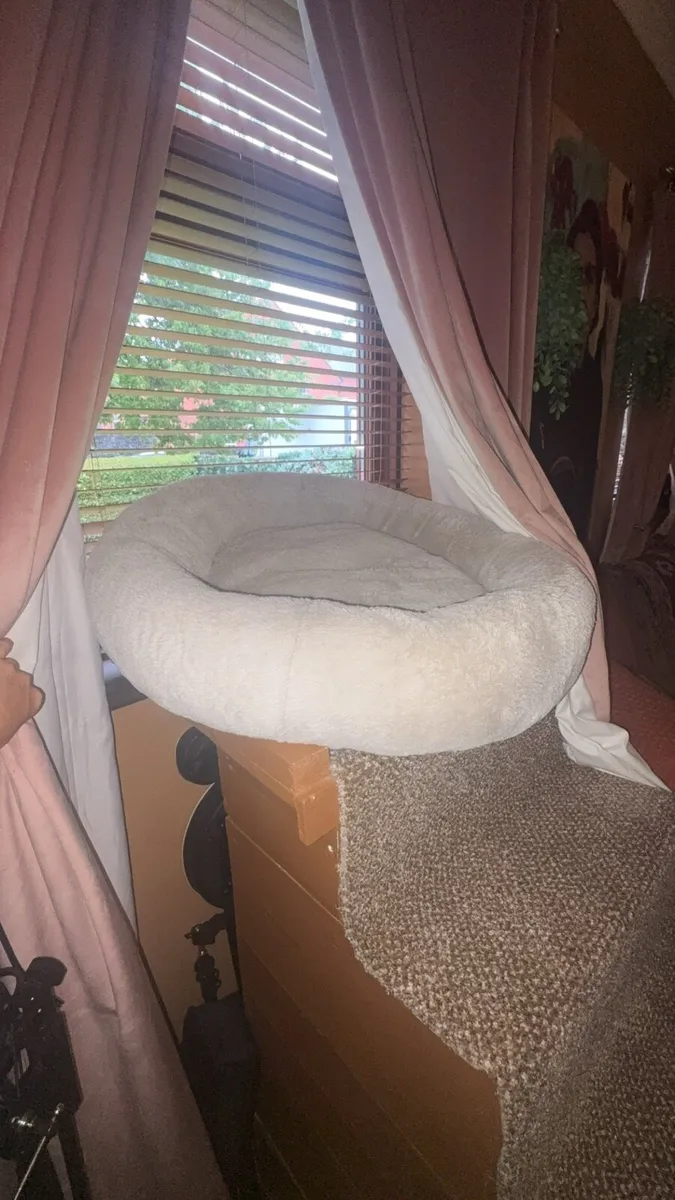 Dog stairs into window - Image 3