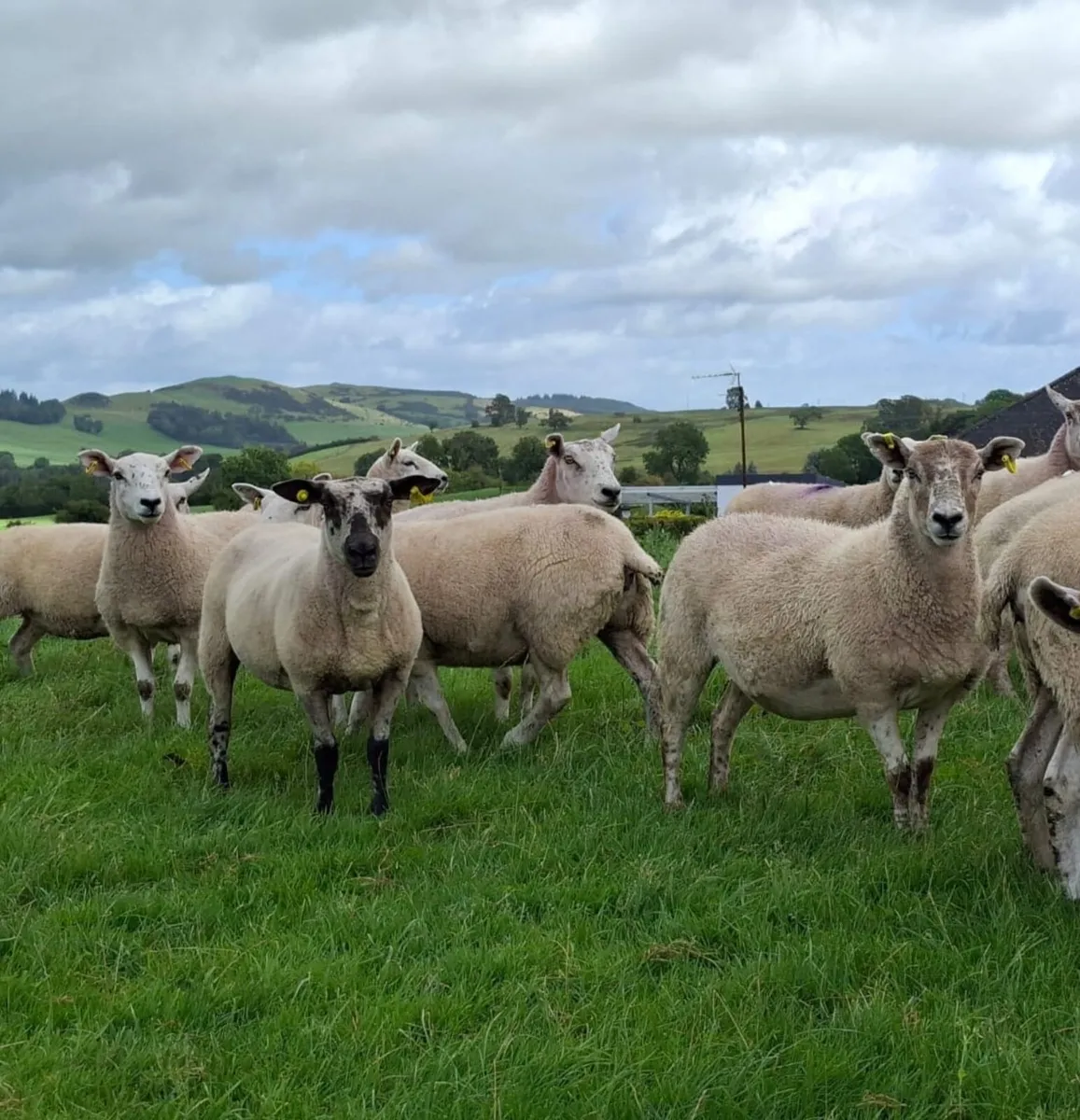 Breeding hoggets - Image 1