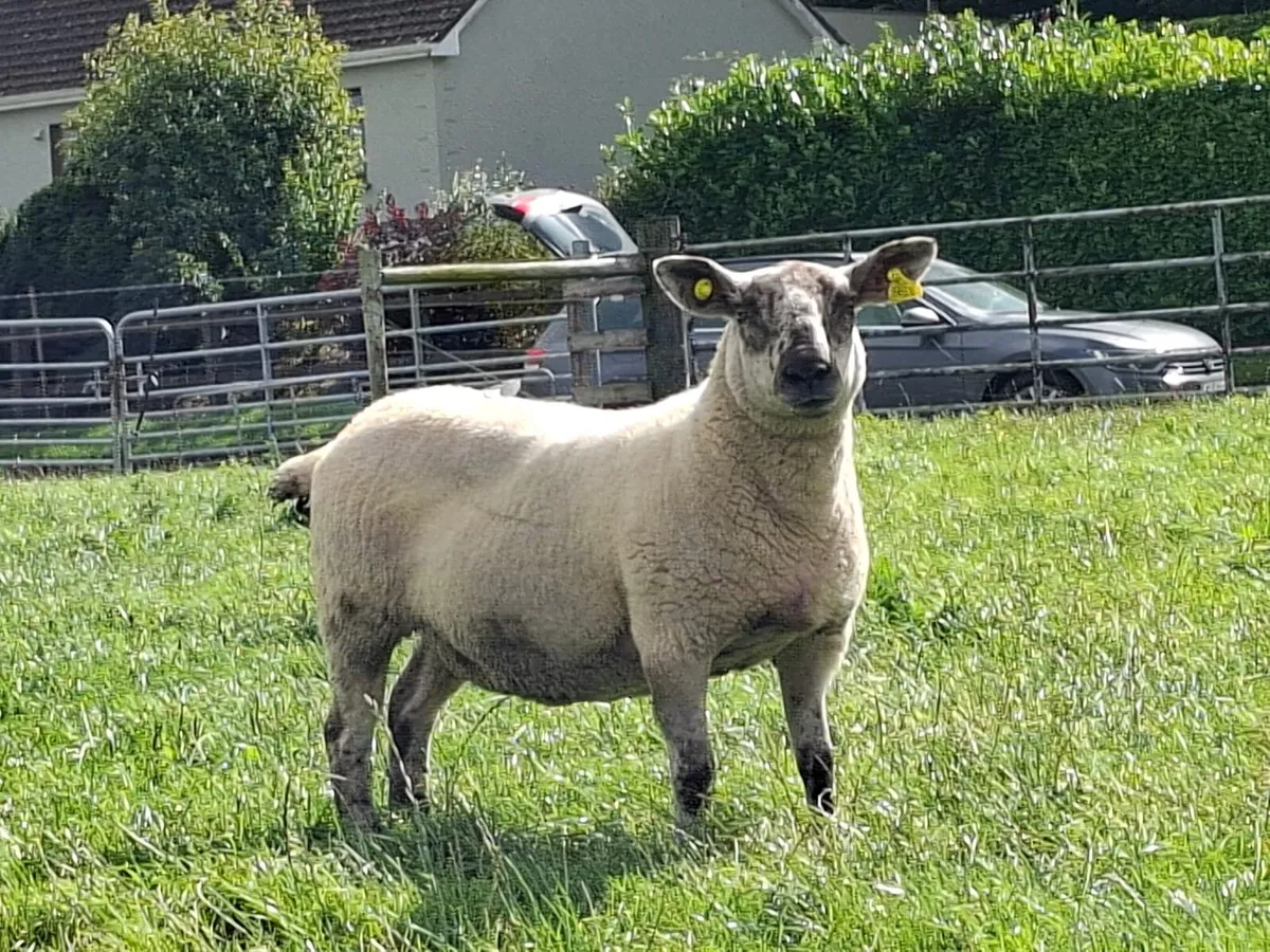 Breeding hoggets - Image 4