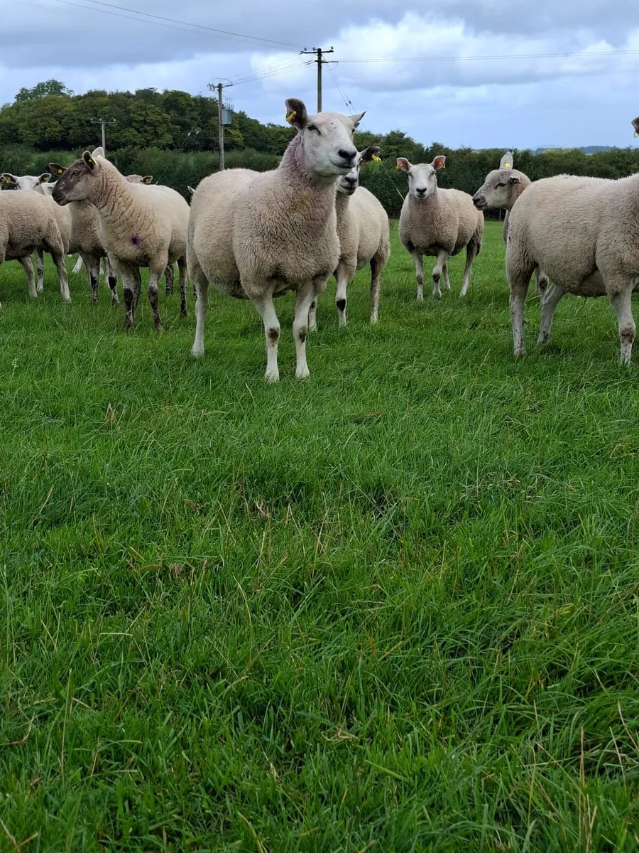 Breeding hoggets - Image 2
