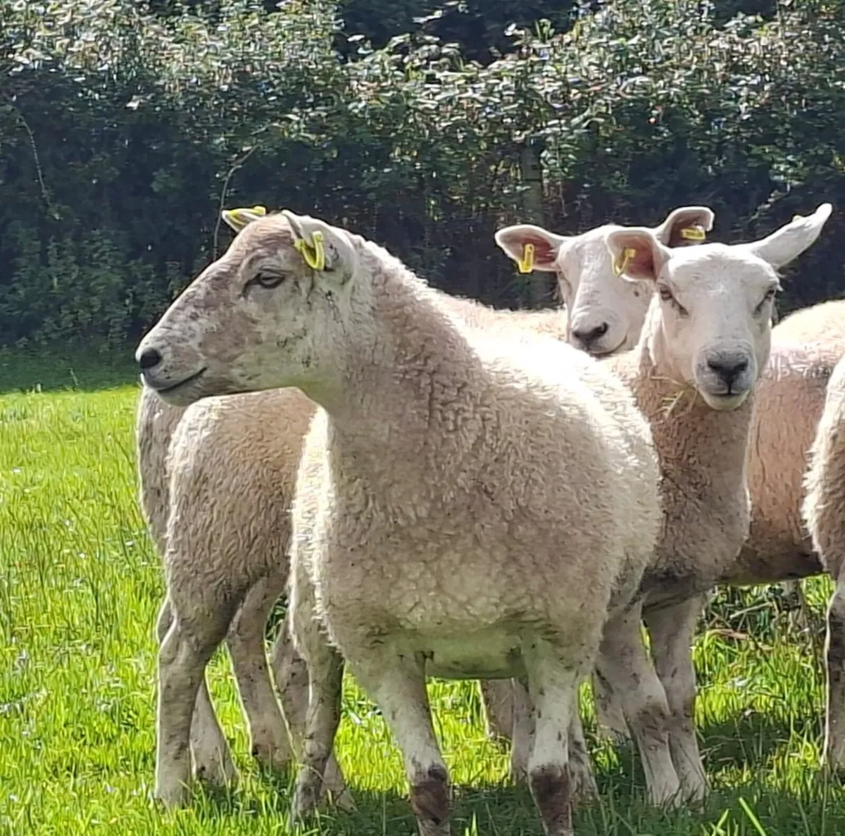 Breeding hoggets - Image 3