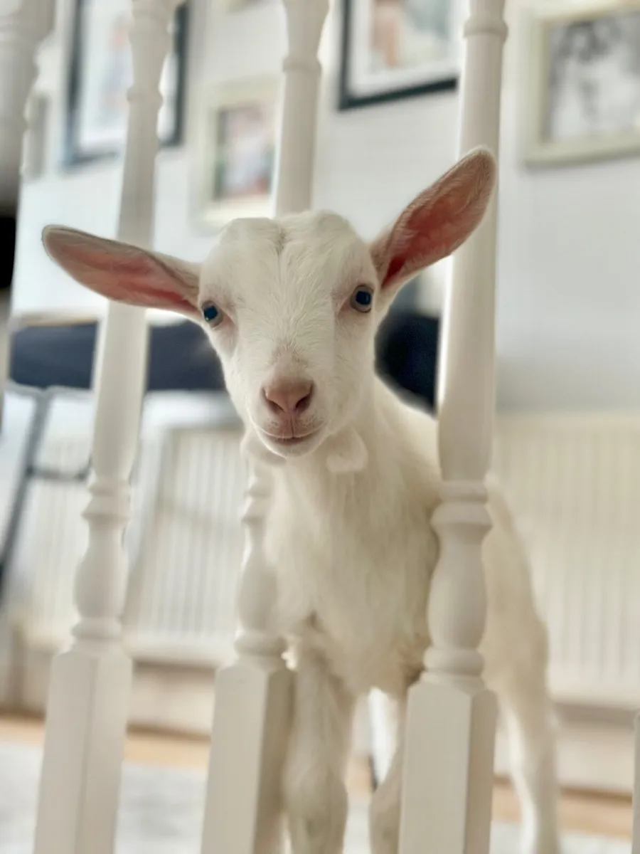 2x Goats female - Image 2