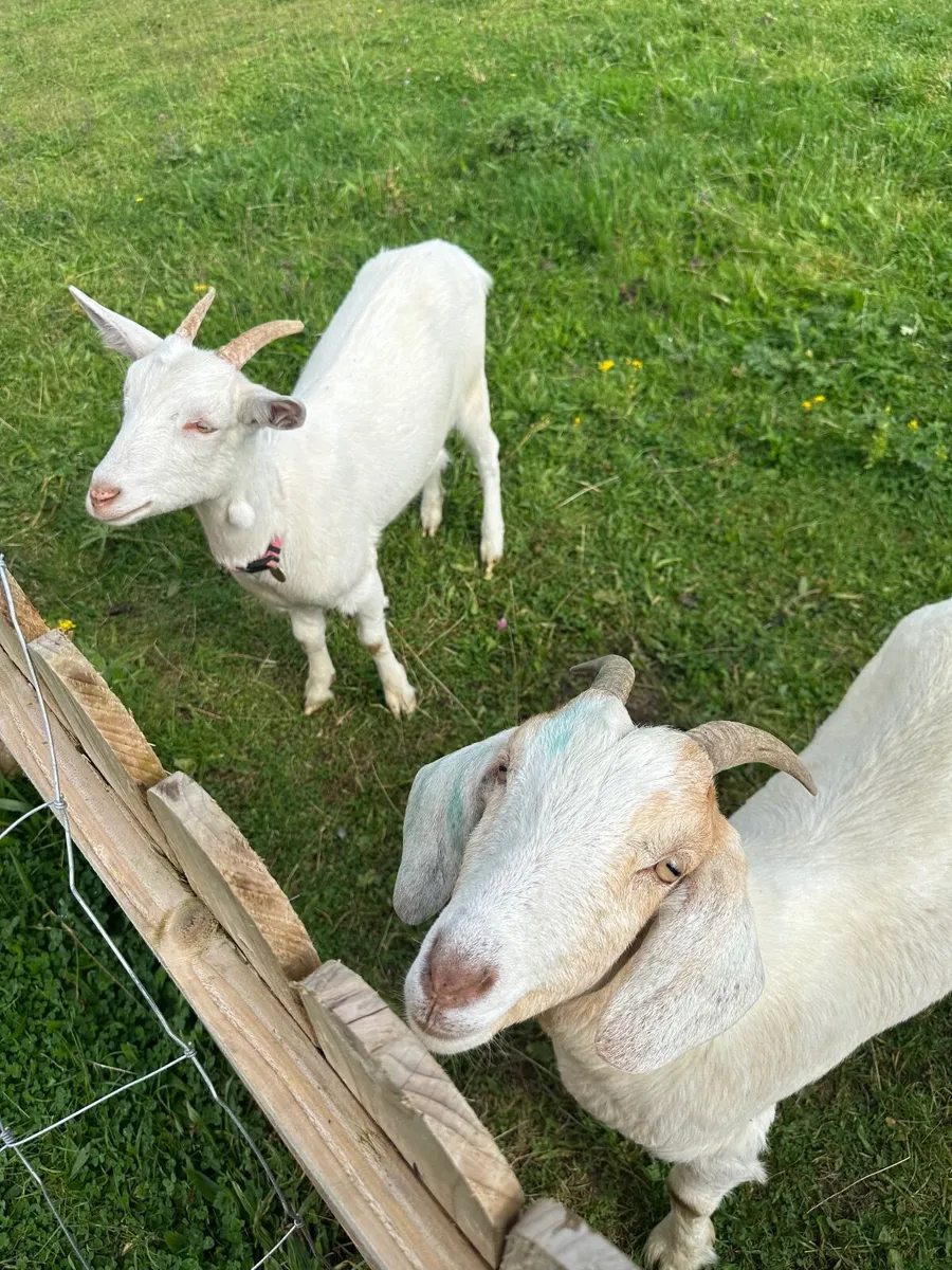 2x Goats female - Image 1