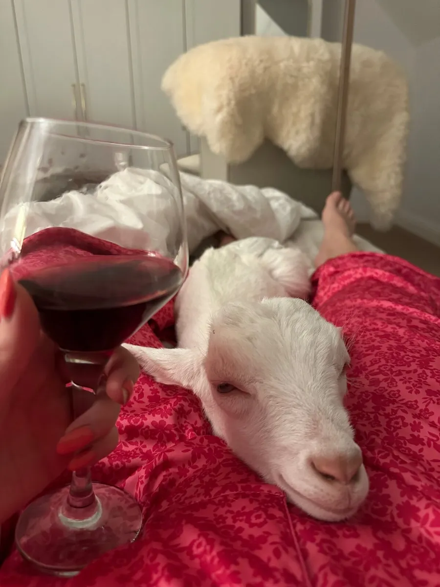 2x Goats female - Image 3