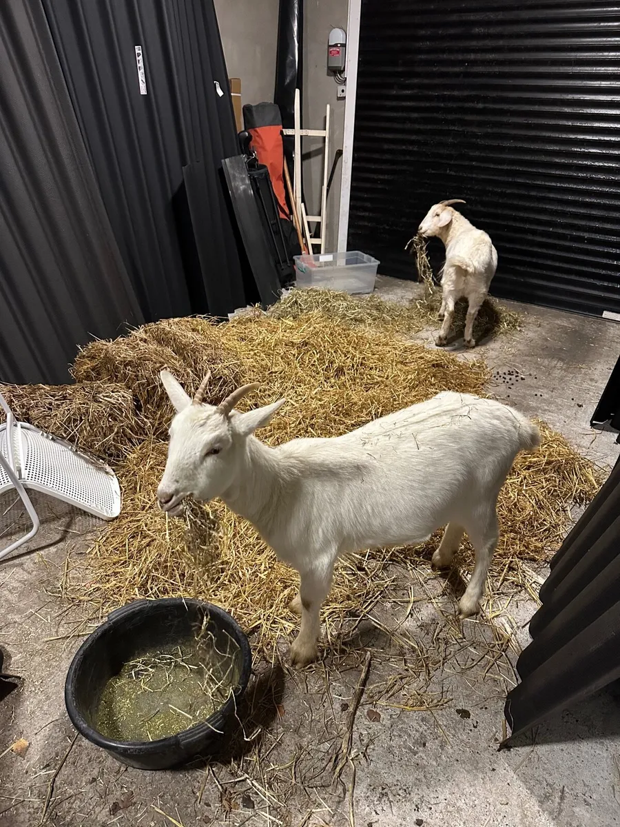 2x Goats female - Image 4