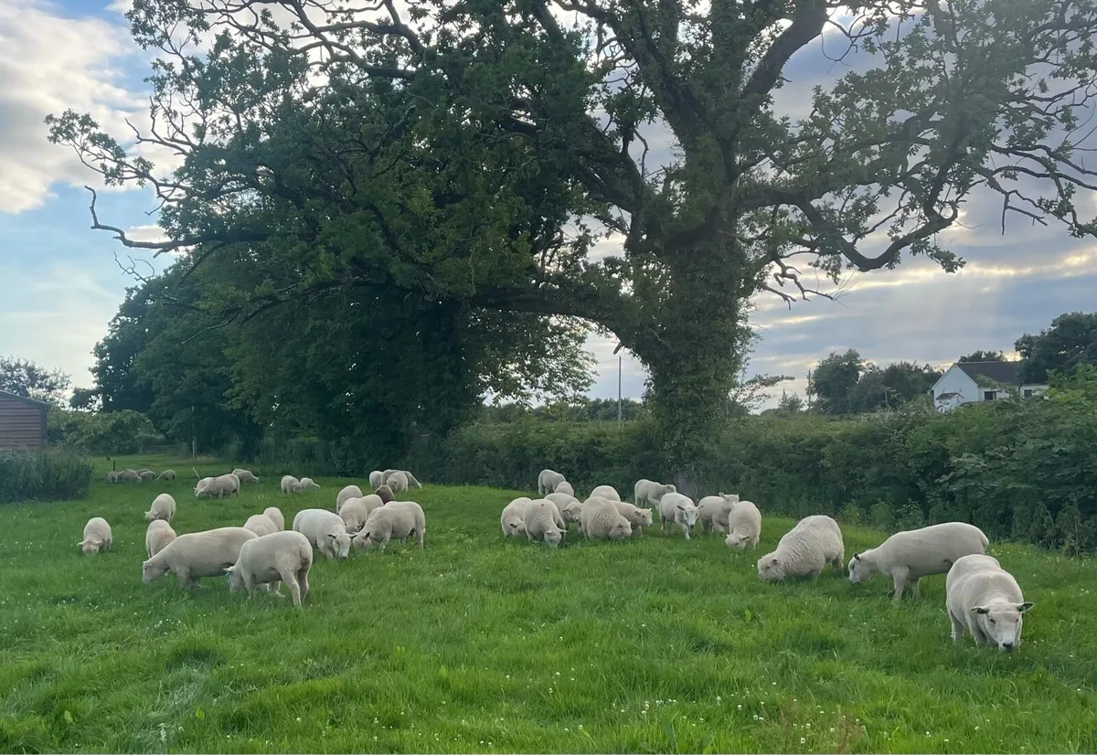 PBR Ryeland Ewes - Image 2