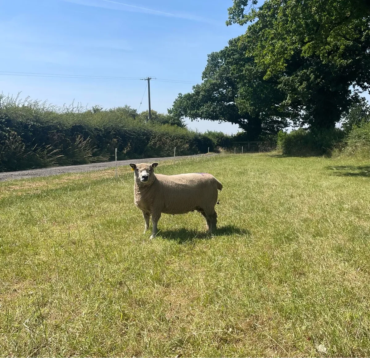 PBR Ryeland Ewes - Image 1
