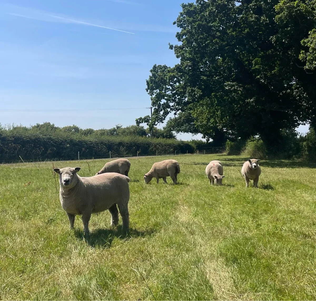 PBR Ryeland Ewes - Image 3