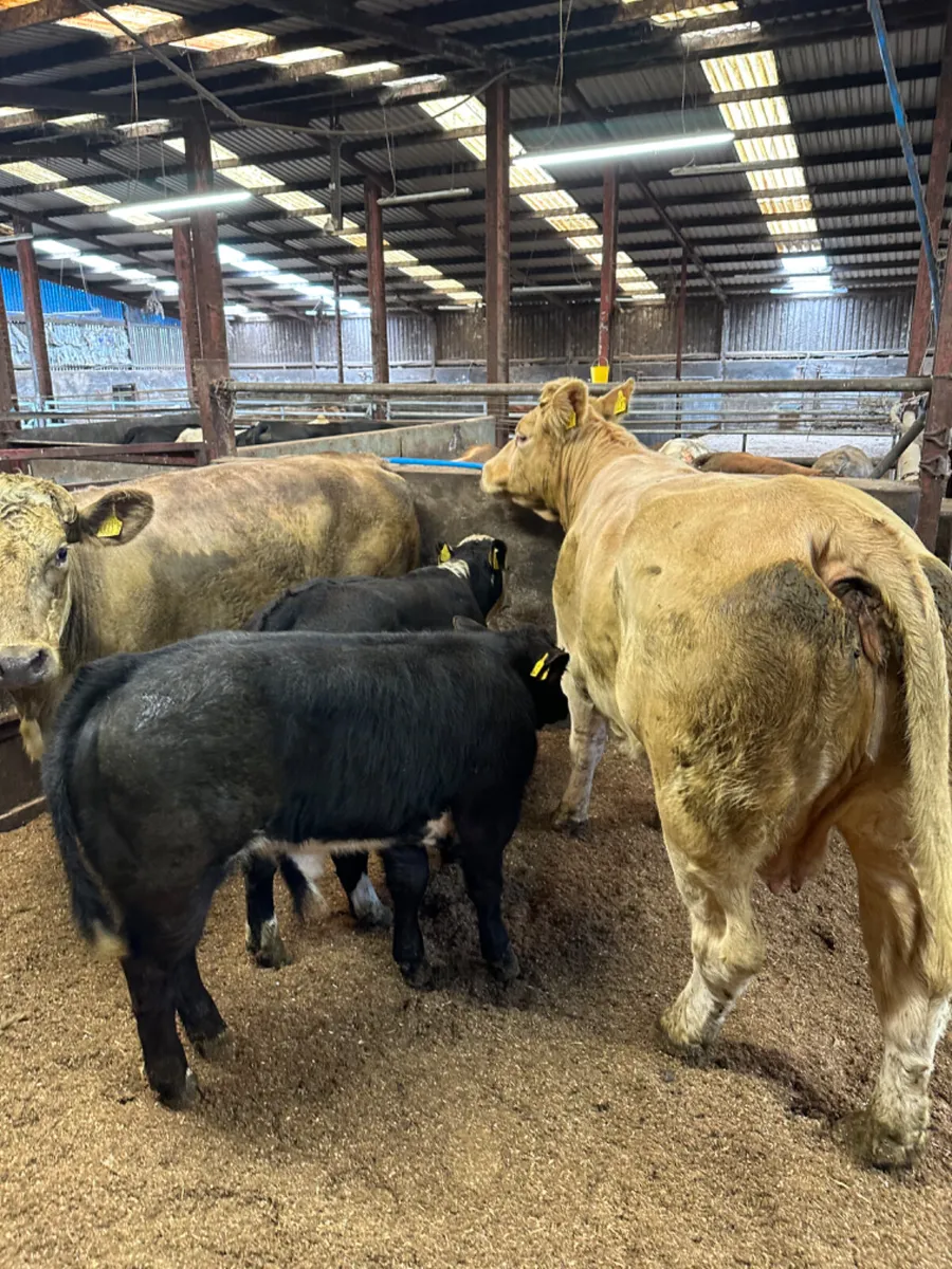 Charolais outfits - Image 1