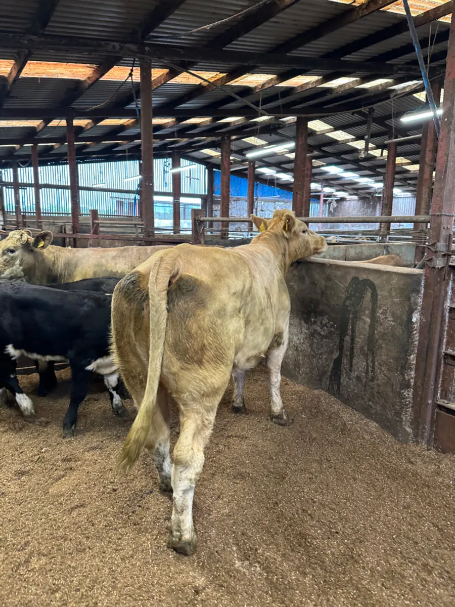 Charolais outfits - Image 2
