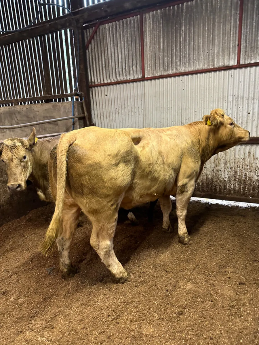 Charolais outfits - Image 3