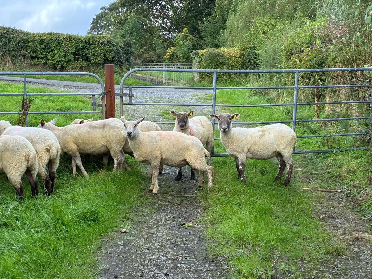 16 Hoggets crossbred - Image 2