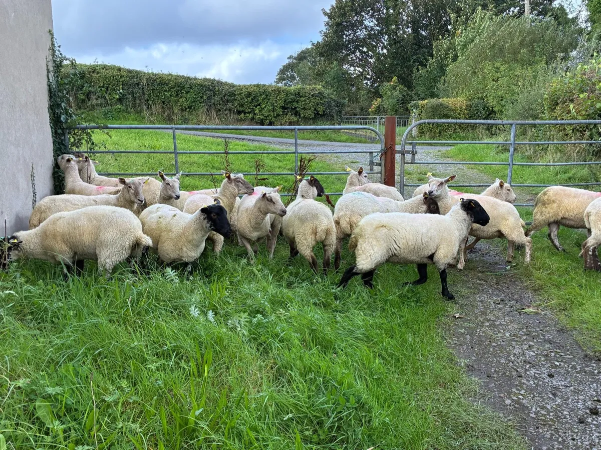 16 Hoggets crossbred - Image 1