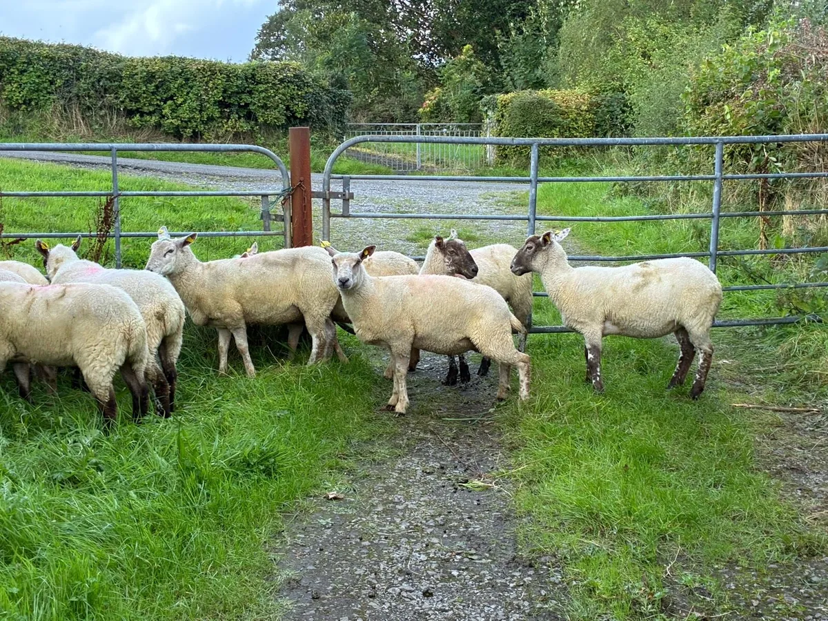 16 Hoggets crossbred - Image 3