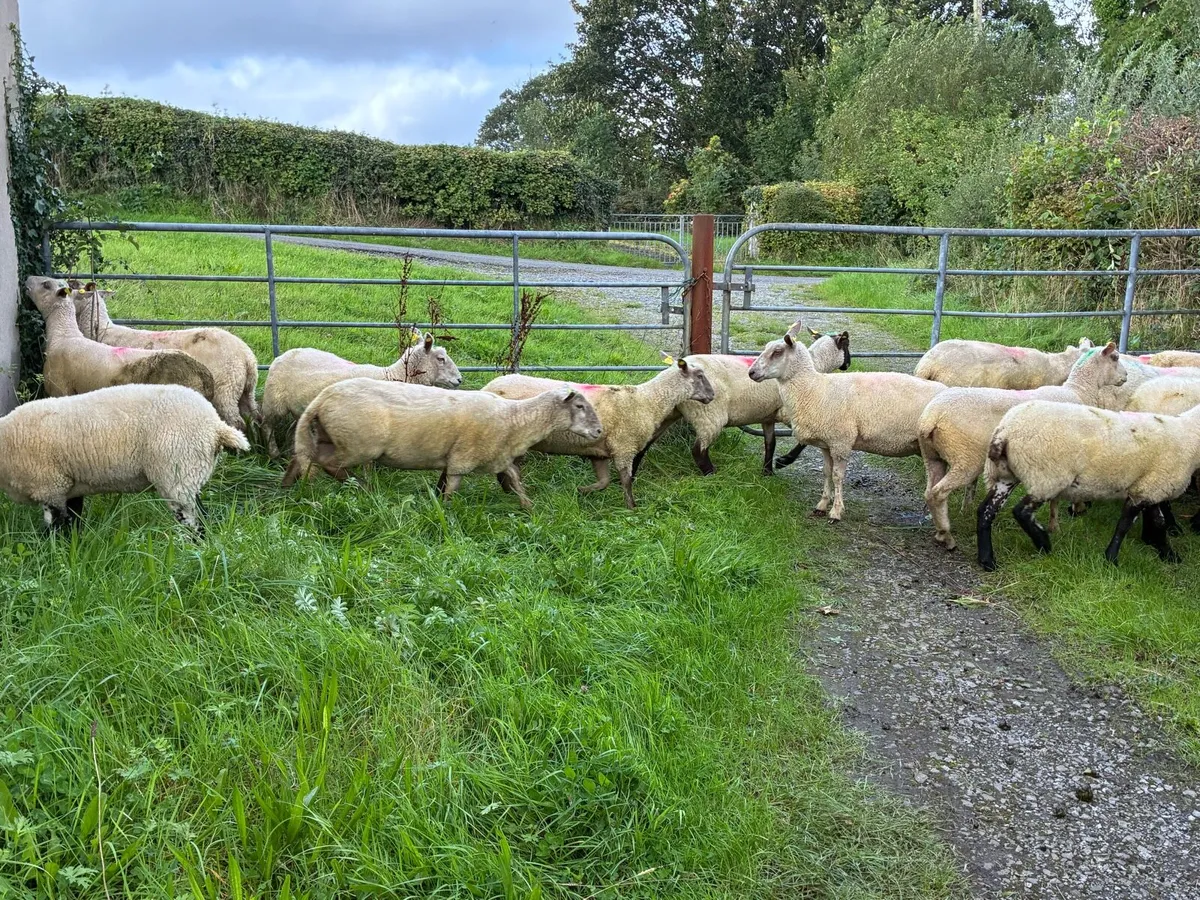 16 Hoggets crossbred - Image 4