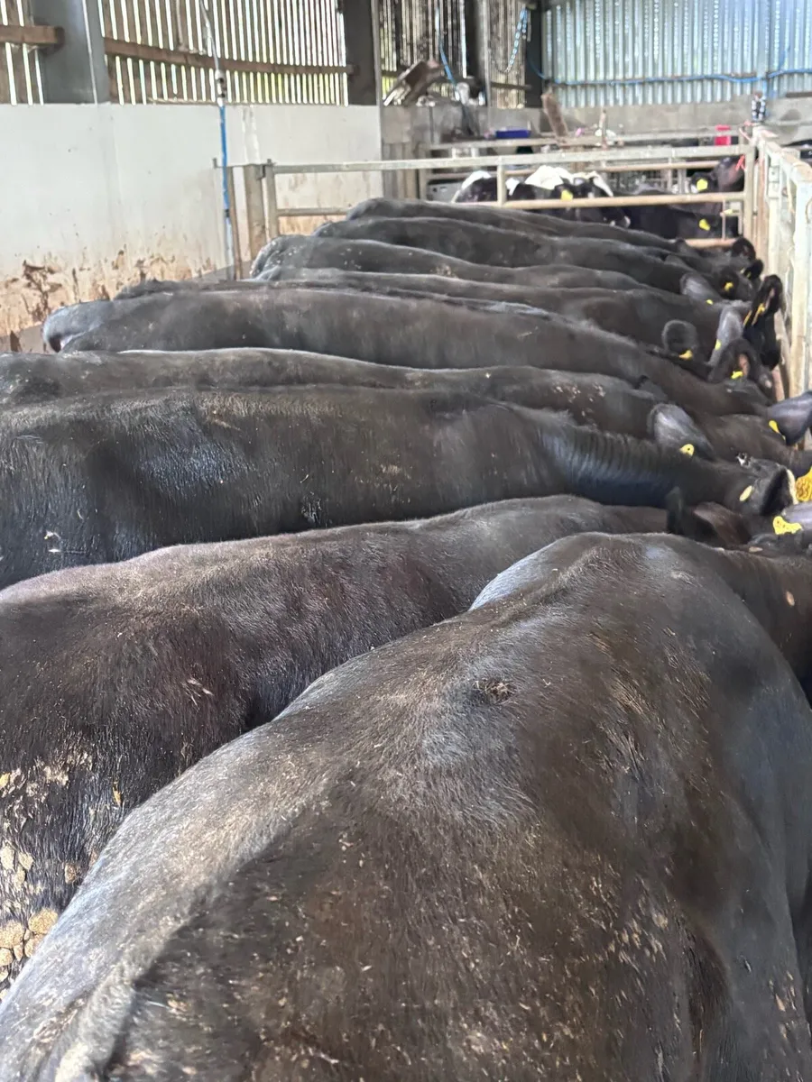 Angus bull’s - Image 2