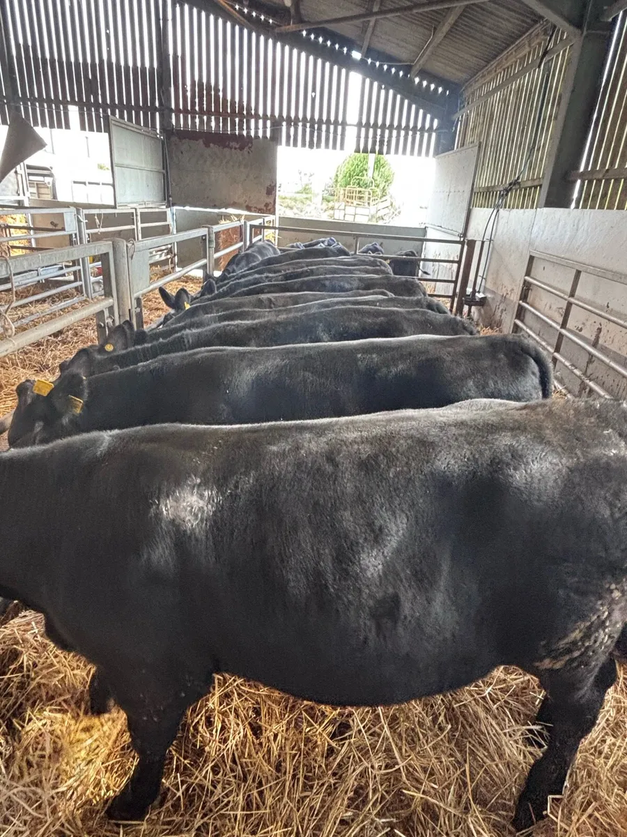 Angus bull’s - Image 1