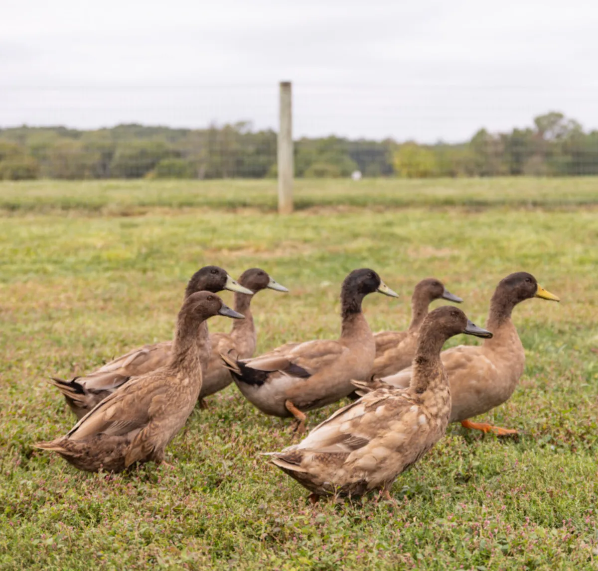Khaki Campbell Ducks, Toggenburg kid, young geese - Image 1