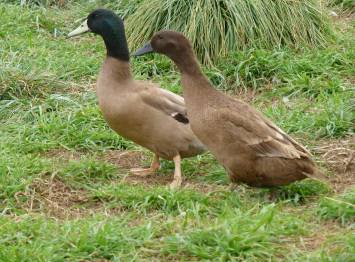 Khaki Campbell Ducks, Toggenburg kid, young geese - Image 2