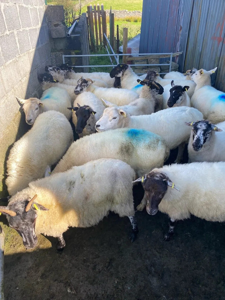 Ewe hoggets - Image 2
