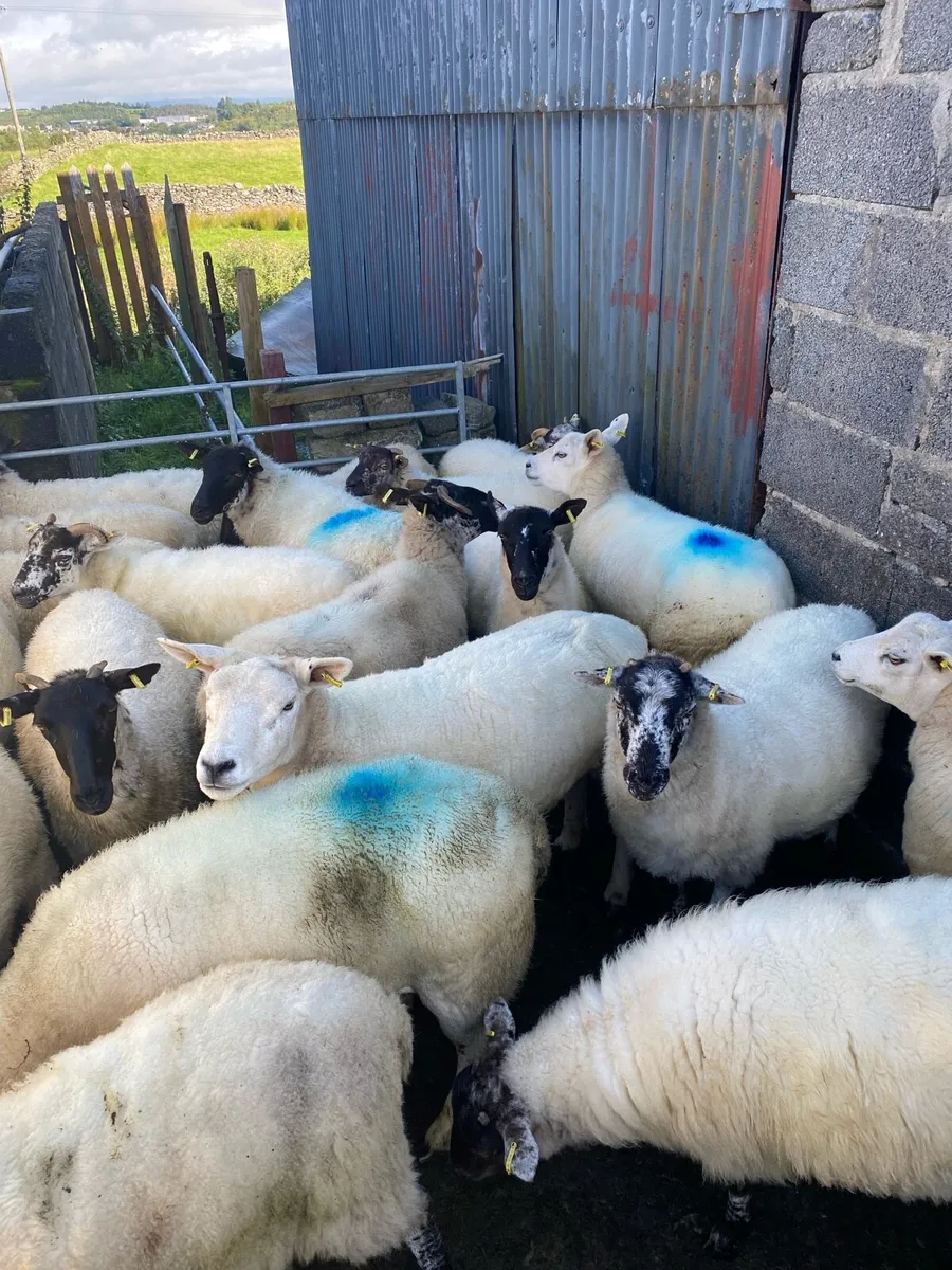 Ewe hoggets - Image 1