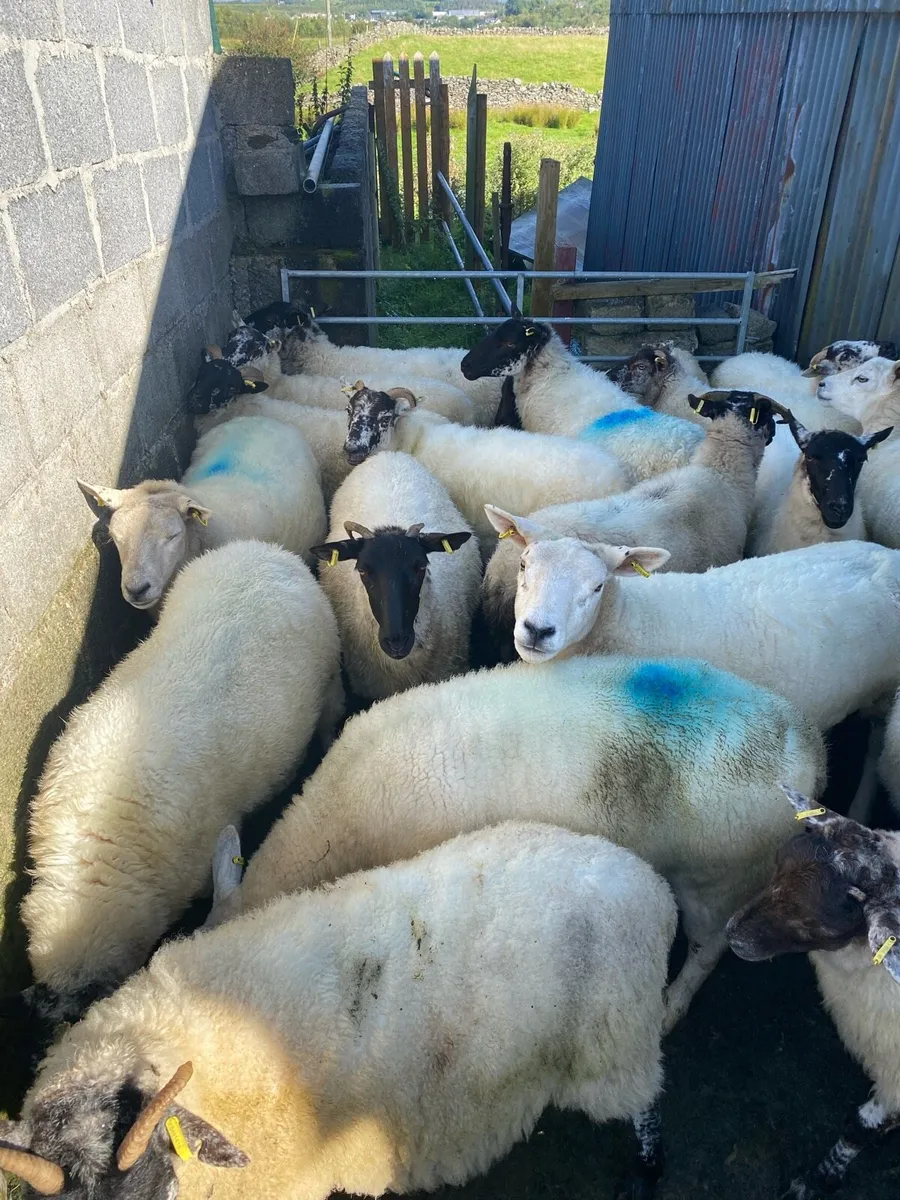 Ewe hoggets - Image 3