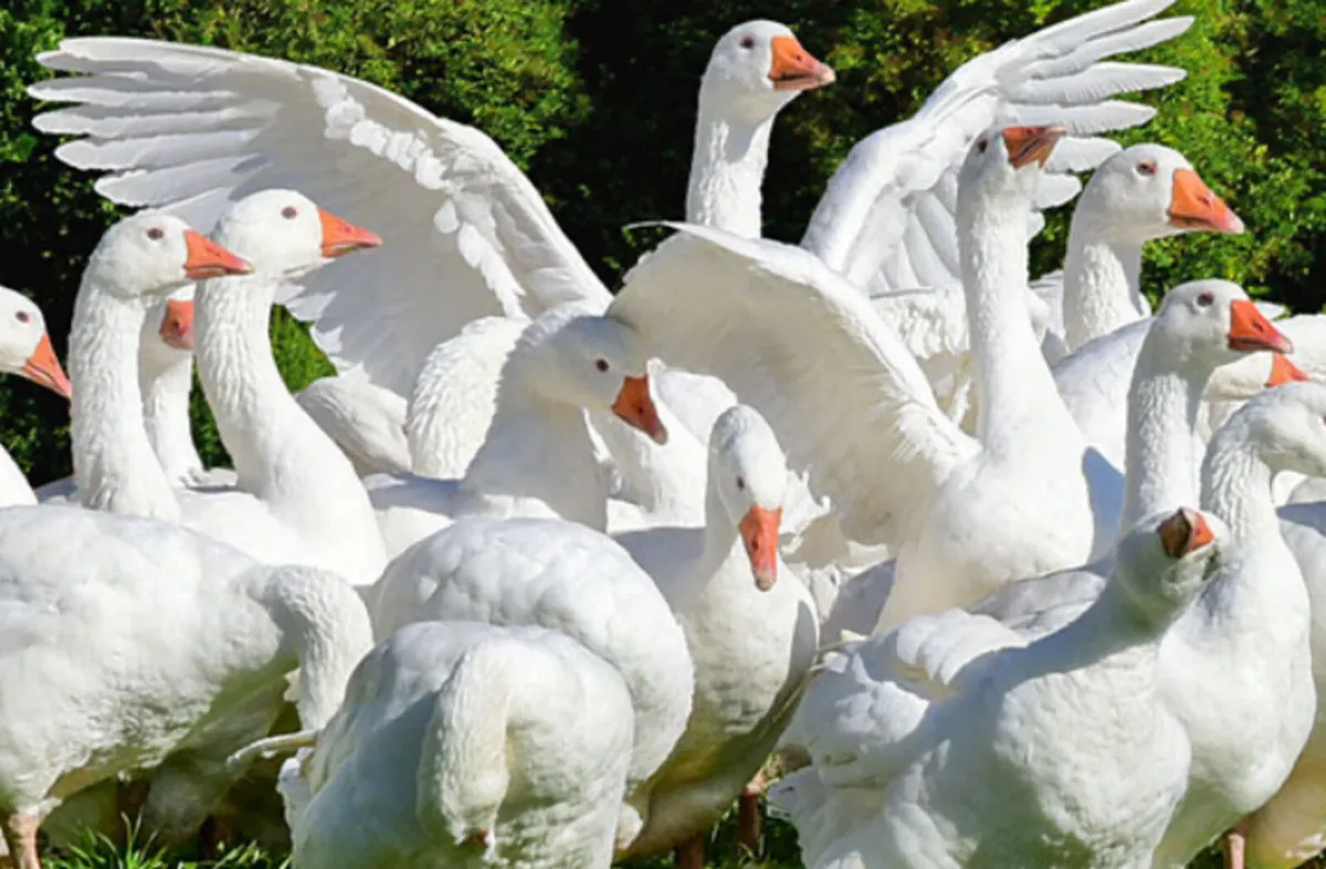 Khaki Campbell Ducks, Toggenburg kid, young geese - Image 4