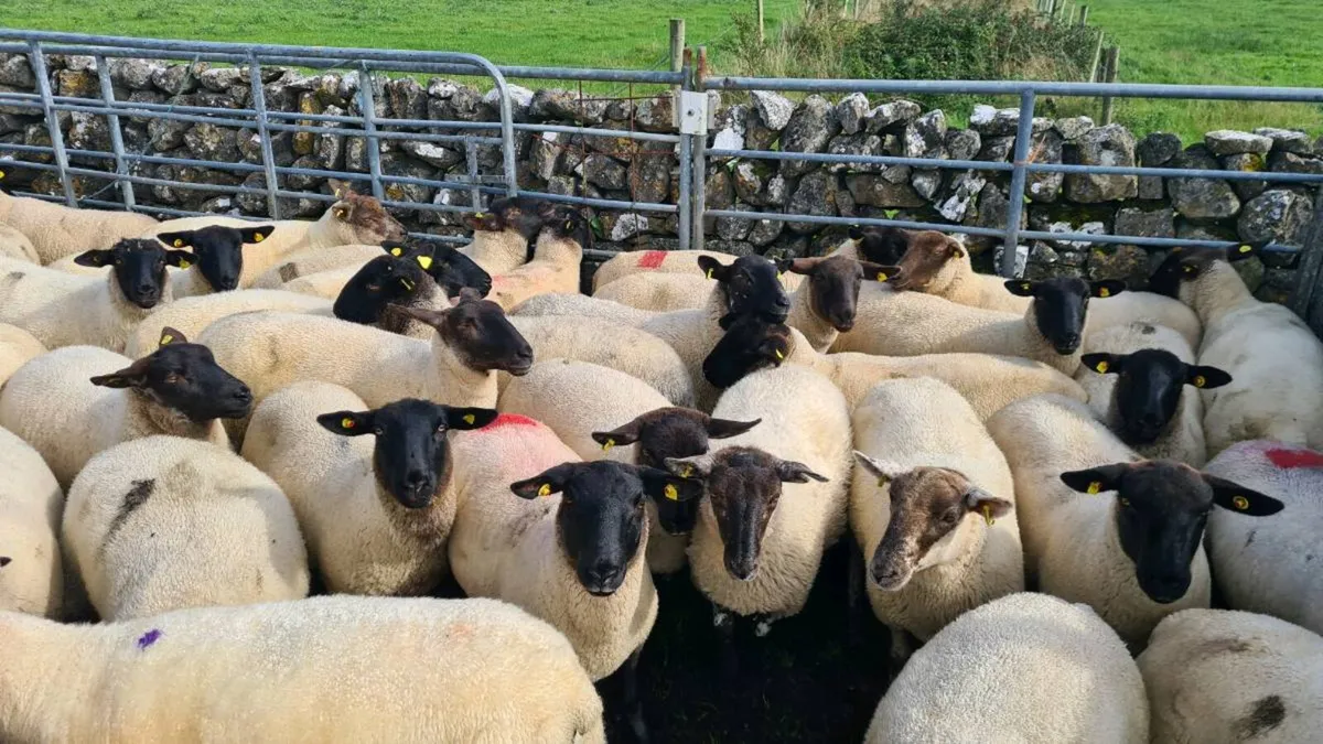 HOGGETS - Image 1