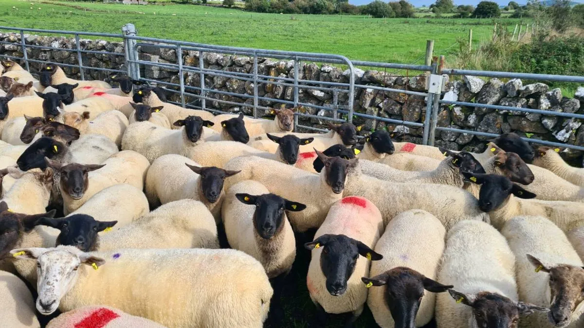 HOGGETS - Image 2