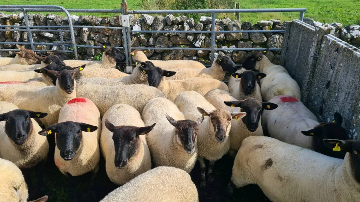 HOGGETS - Image 3