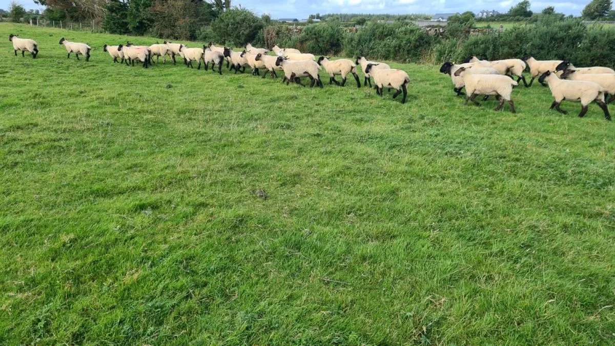HOGGETS - Image 4