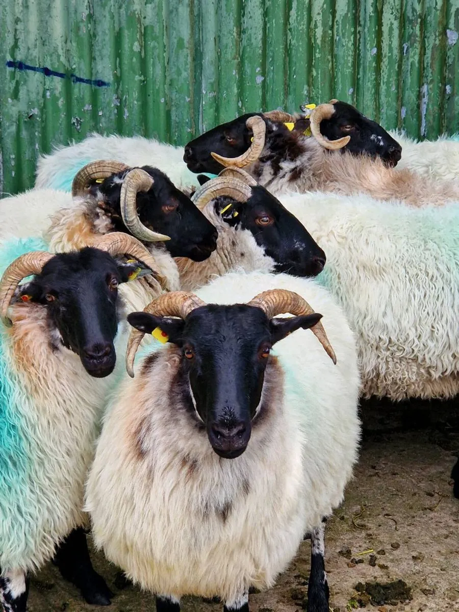 Sheep - Image 1