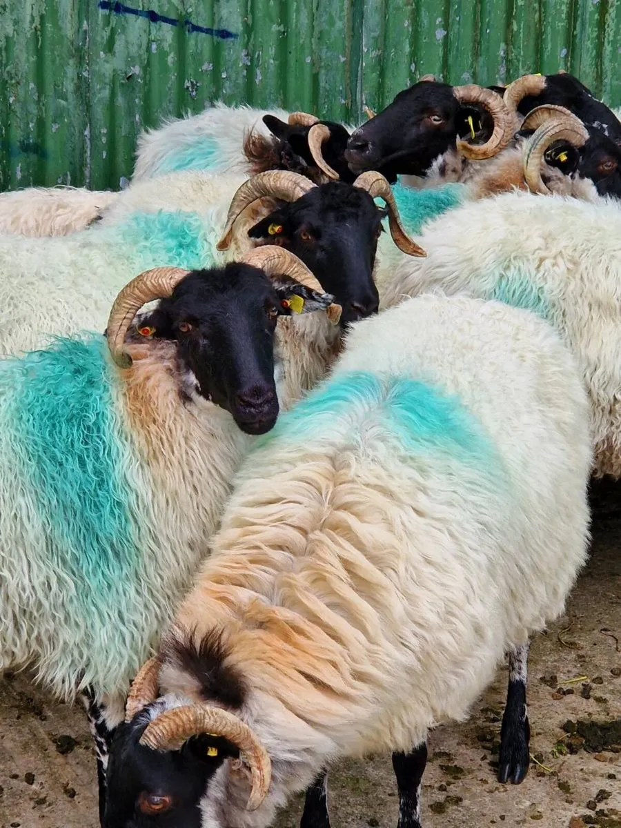 Sheep - Image 3
