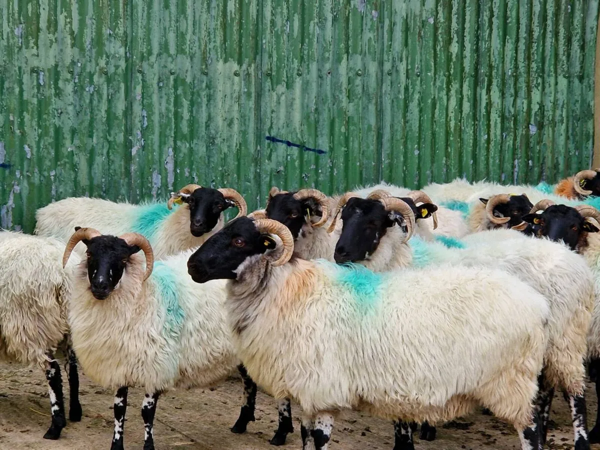 Sheep - Image 2