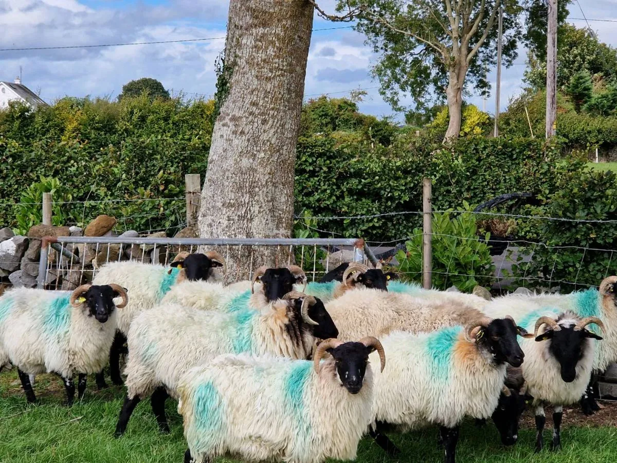 Sheep - Image 4