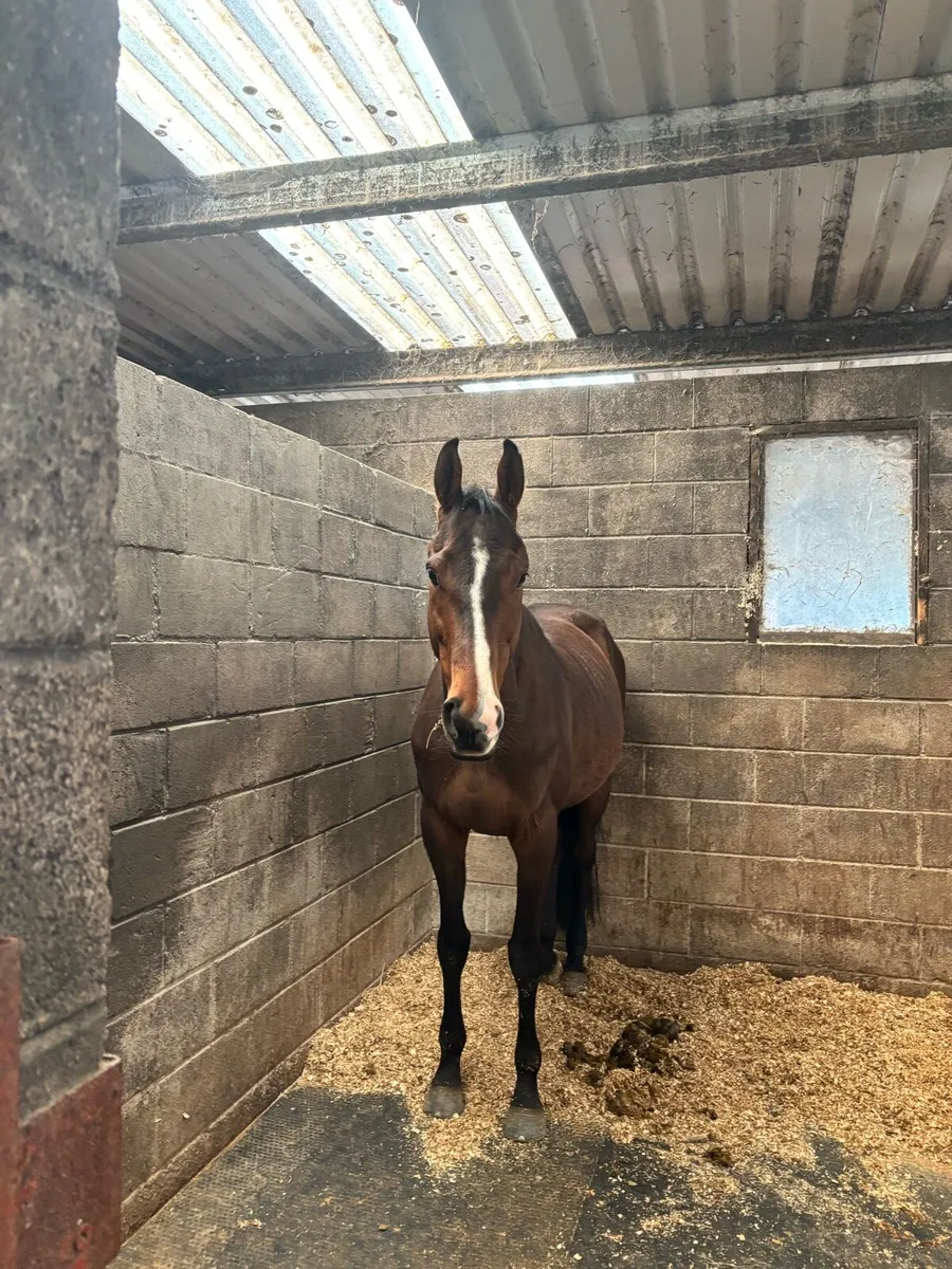 horse - Image 2