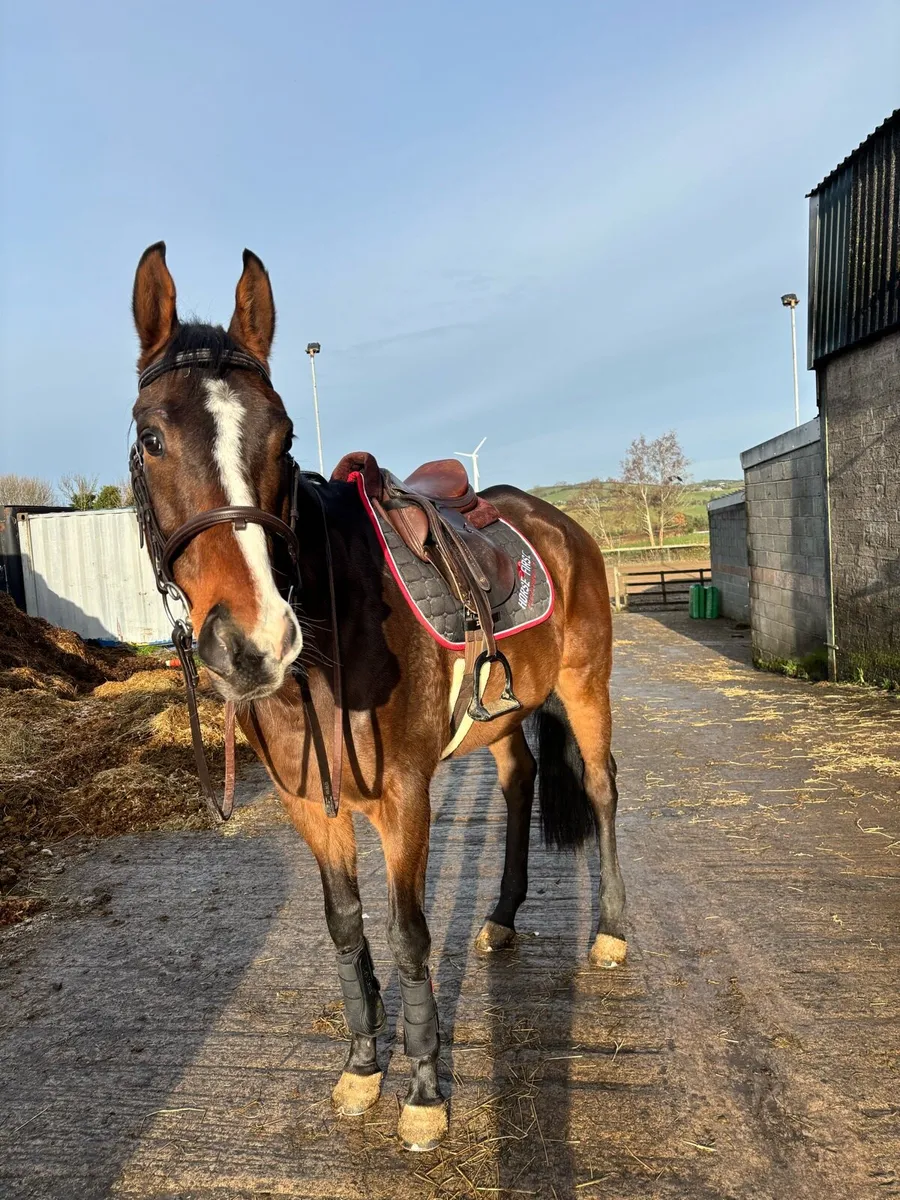 horse - Image 1