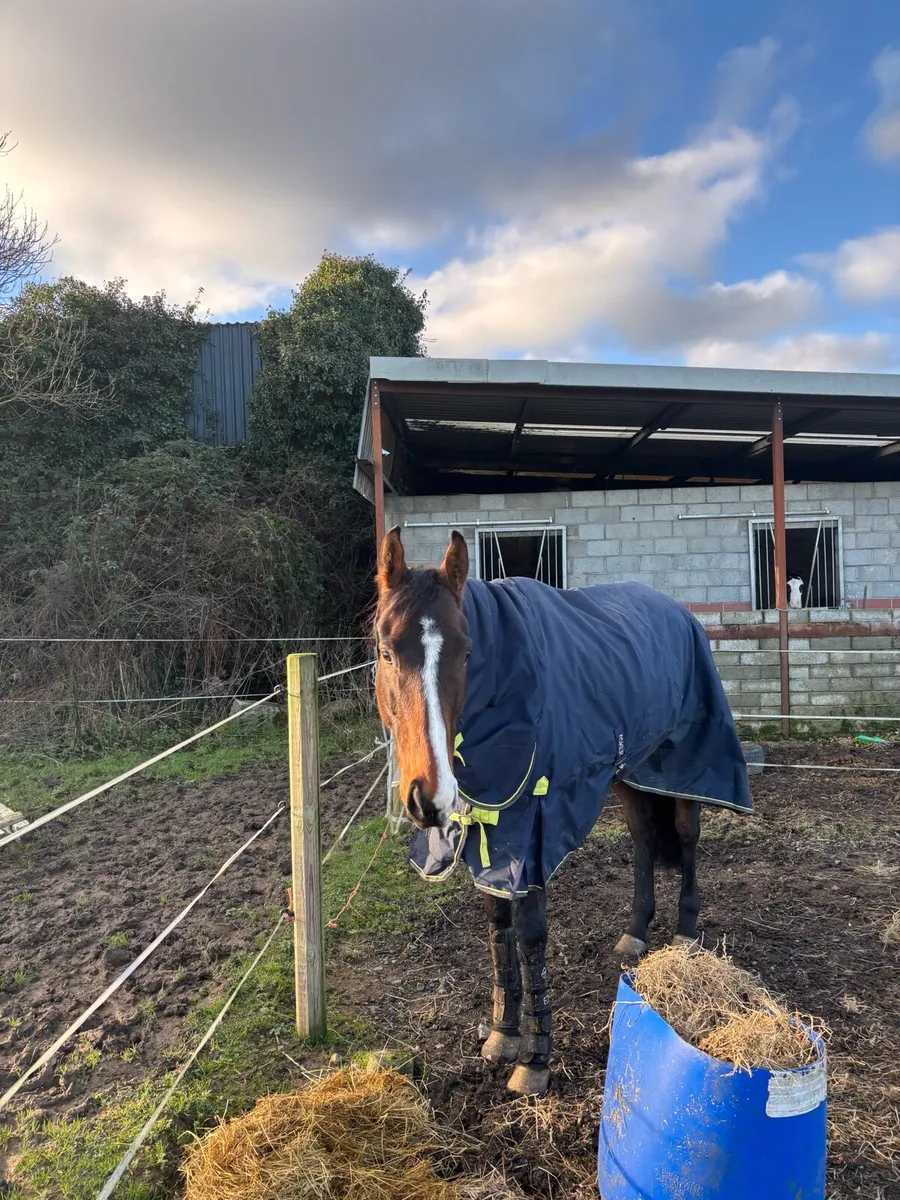 horse - Image 4