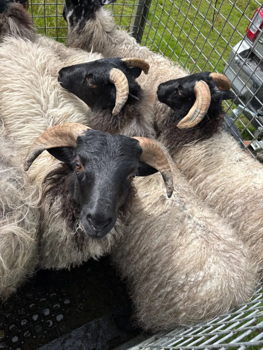 Organic Mayo Mountain lambs - Image 4
