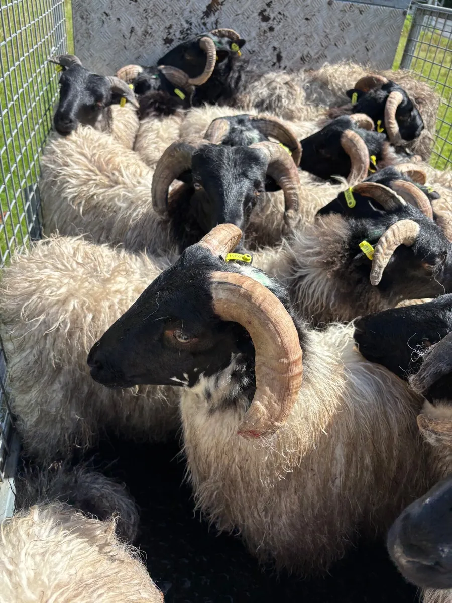 Organic Mayo Mountain lambs - Image 3