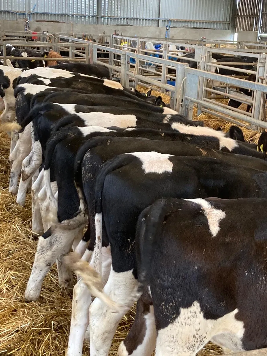 British Friesian lumps - Image 1