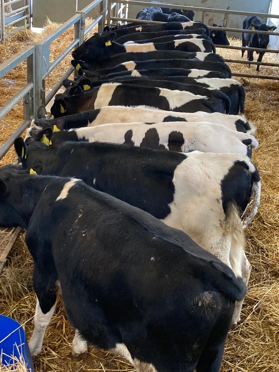 British Friesian lumps - Image 2