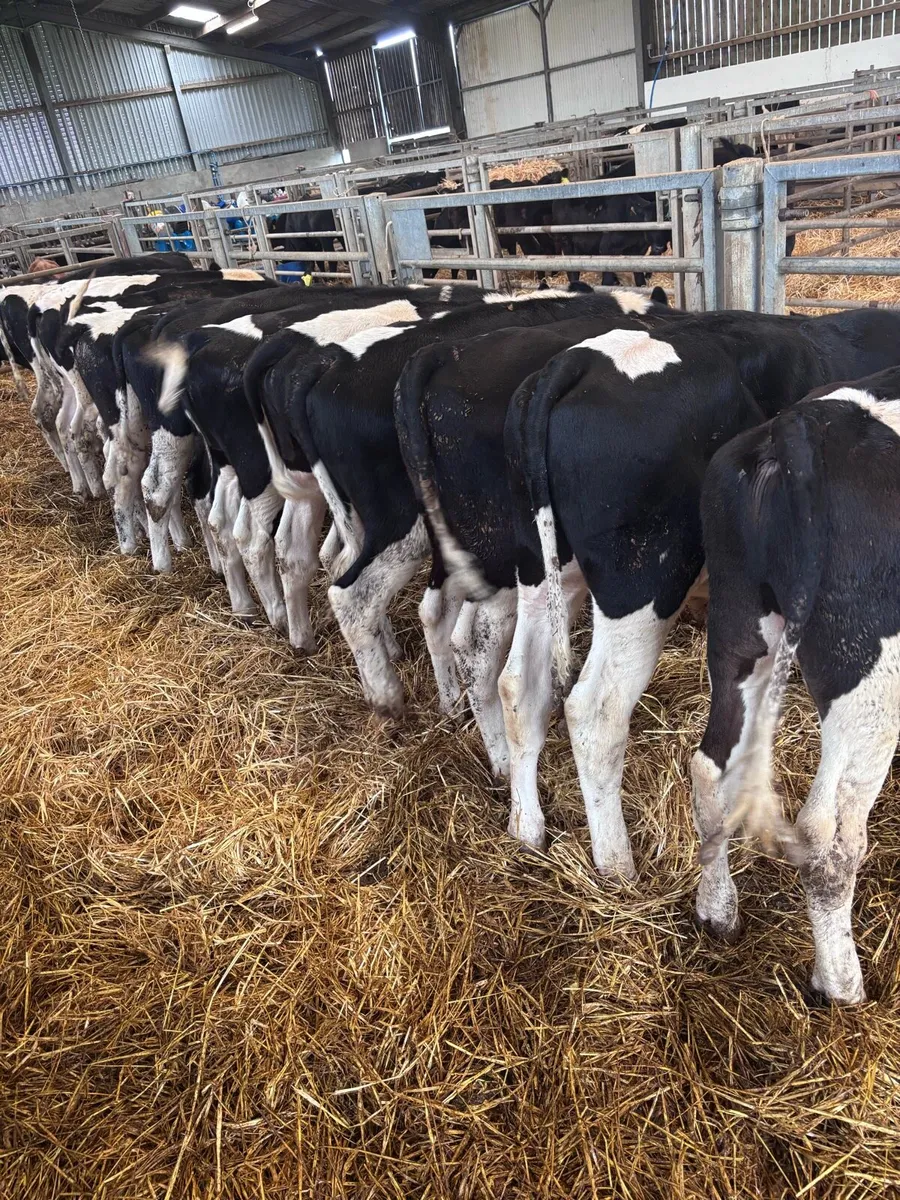 British Friesian lumps - Image 3